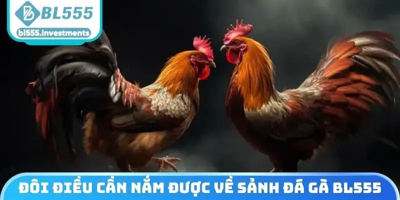 Đôi điều cần nắm được về sảnh cược uy tín đá gà BL555