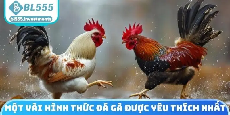 Một vài hình thức thi đấu được yêu thích nhất tại sảnh đá gà BL555
